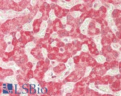 IHC-plus™ YES1 / c-Yes Antibody
