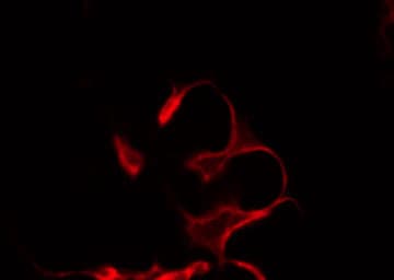 TNFSF10 / TRAIL Antibody