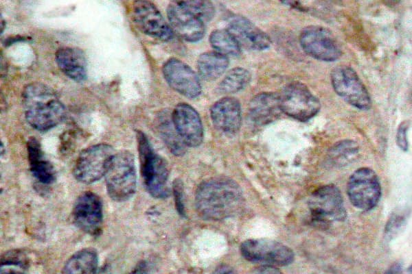 SRC Antibody (phospho-Tyr529)