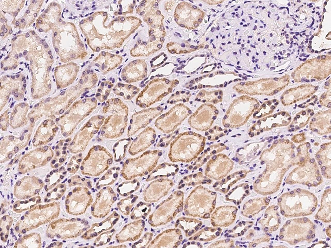 SLC45A4 Antibody