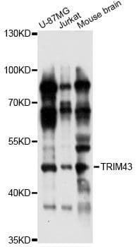 TRIM43 Antibody