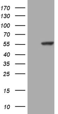 PPP1R36 / C14orf50 Antibody (clone OTI7A9, Carrier-free)