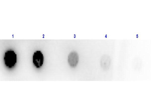 gox / Glucose Oxidase Antibody (Lyophilized, HRP)