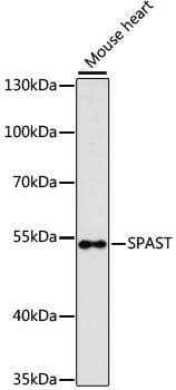 Spastin Antibody
