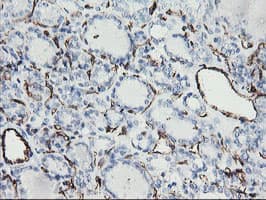 PECAM-1 / CD31 Antibody (clone OTI1G6)