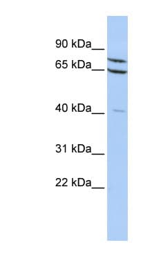 ZNF471 Antibody (aa144-193)