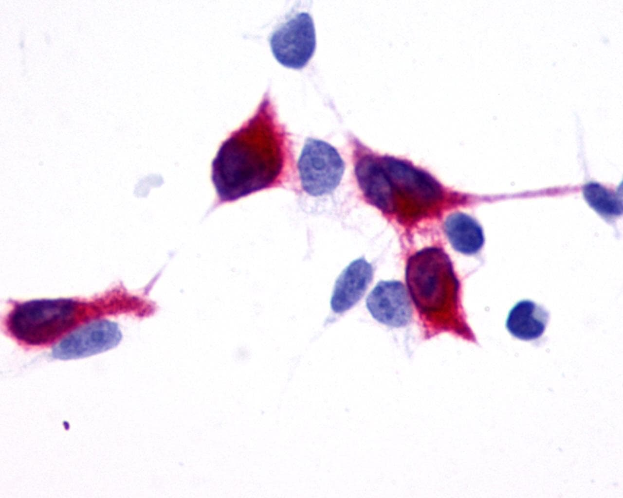 PathPlus™ TPRA1 / GPR175 Antibody (Cytoplasmic Domain)