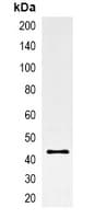 GFP Tag Antibody