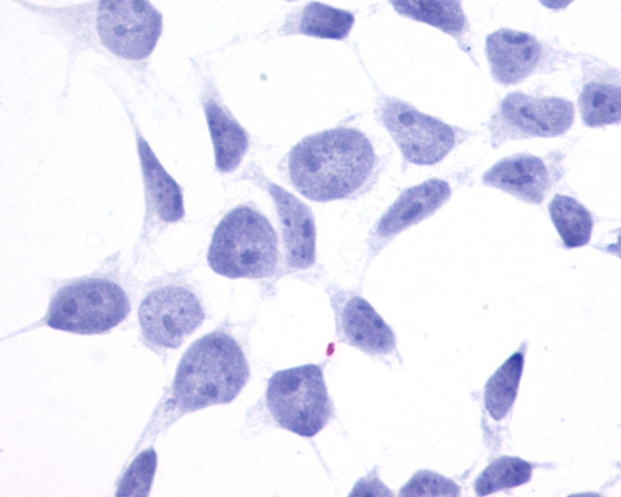 PathPlus™ GPR137B Antibody (Cytoplasmic Domain)
