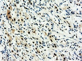 NT5DC1 Antibody (clone OTI1E11, Carrier-free)
