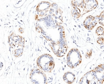 SMMHC / MYH11 Antibody (clone SMMS-1, Ready-to-Use)