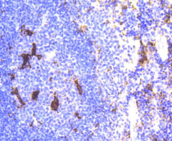 LYZ / Lysozyme Antibody