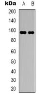 Polyclonal Rabbit anti-Human DMGDH Antibody (C-Terminus, IHC, WB)
