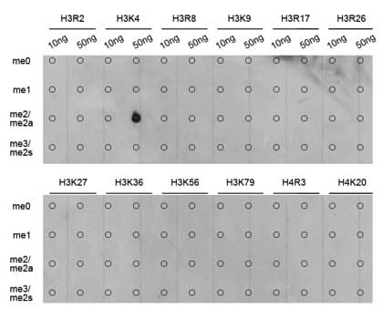 Polyclonal Rabbit anti-Human Histone H3 Antibody (Di-Methyl-Lys4, IHC, IF, WB)