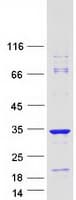 Human C22orf23 Protein (Recombinant Myc-DDK (Flag))