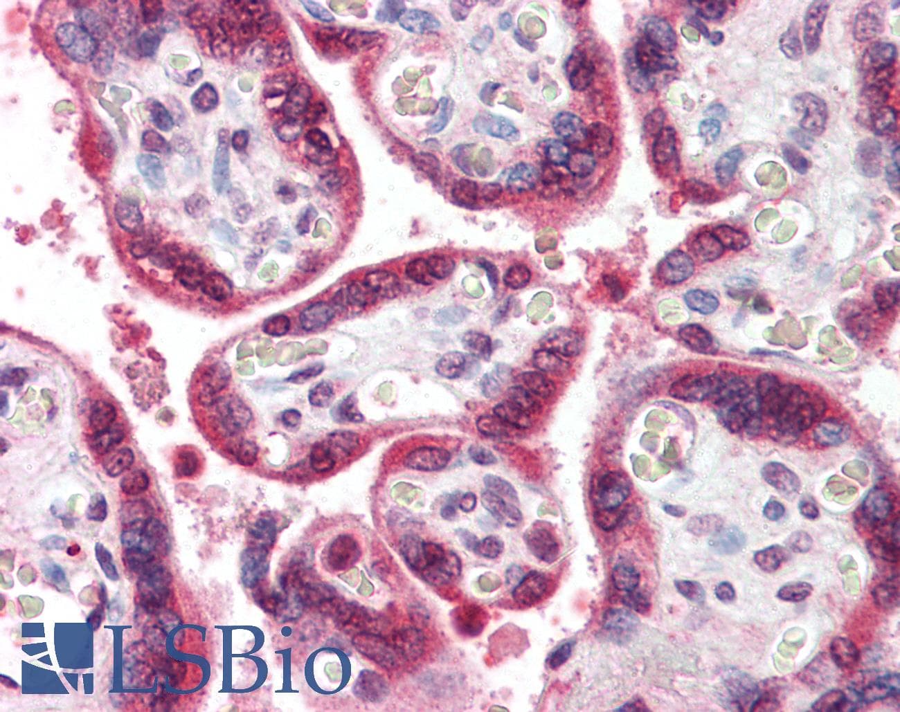 IHC-plus™ Polyclonal Rabbit anti-Bovine GH / Growth Hormone Antibody (IHC)