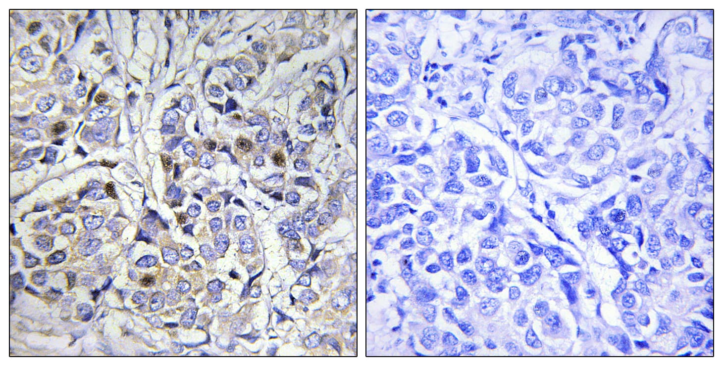 CENPA / CENP-A Antibody (aa1-50)