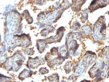 Monoclonal Mouse anti-Human LGALS13 / Galectin 13 Antibody (clone PP13/1164, Azide-free,BSA-free, IHC, IF)