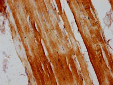 RANBP10 Antibody