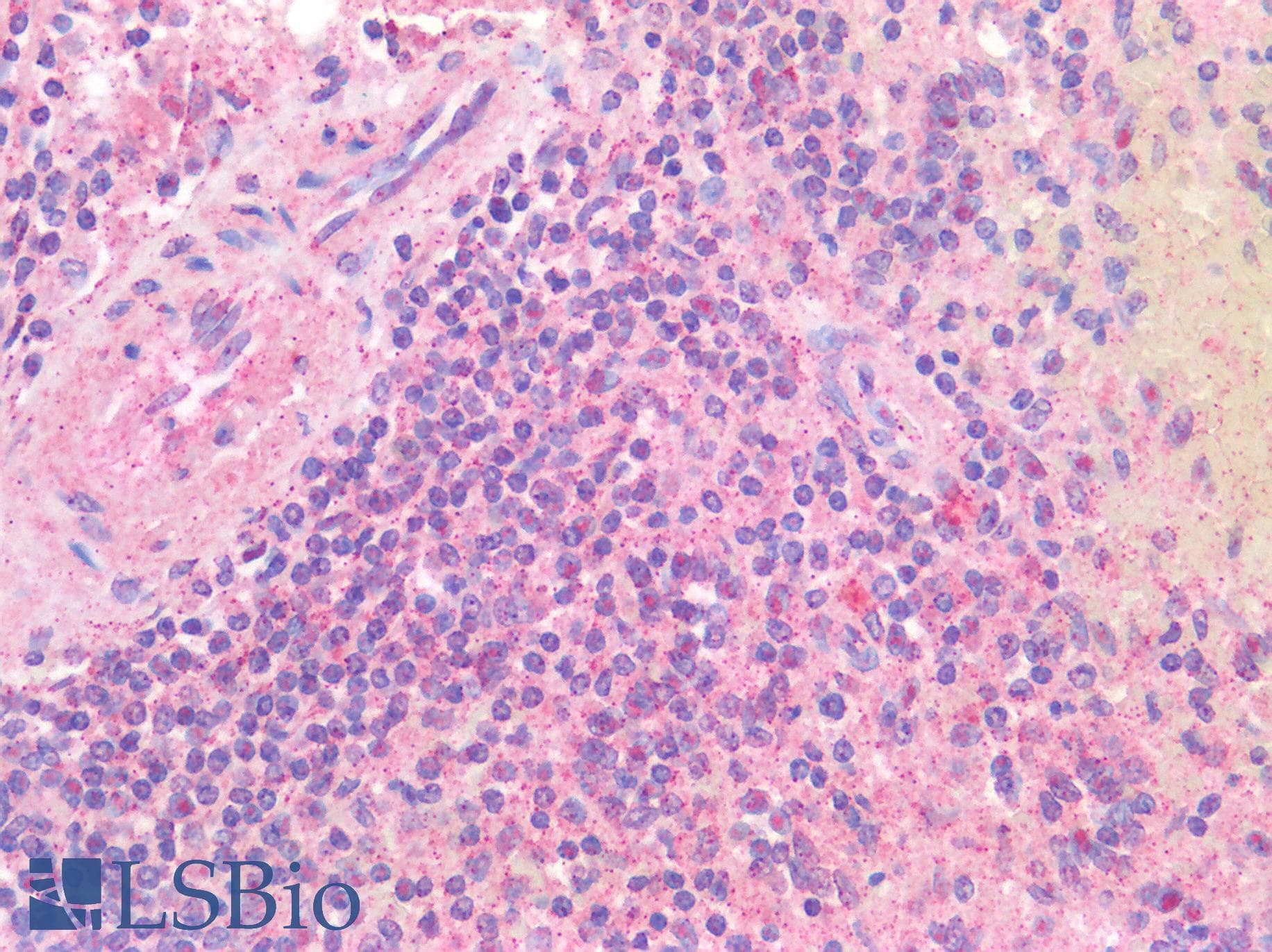 PathPlus™ EBI3 / IL-27B Antibody