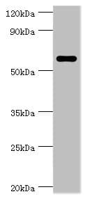 CSTF2 / CstF-64 Antibody (aa1-180)