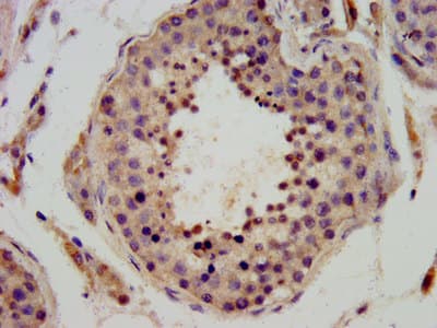 DPPA3 / STELLA Antibody