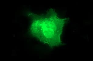 CD44 Antibody (clone OTI5C4, Carrier-free)