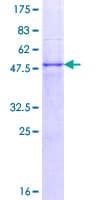 Human TNFRSF18 / GITR Protein (Recombinant GST)