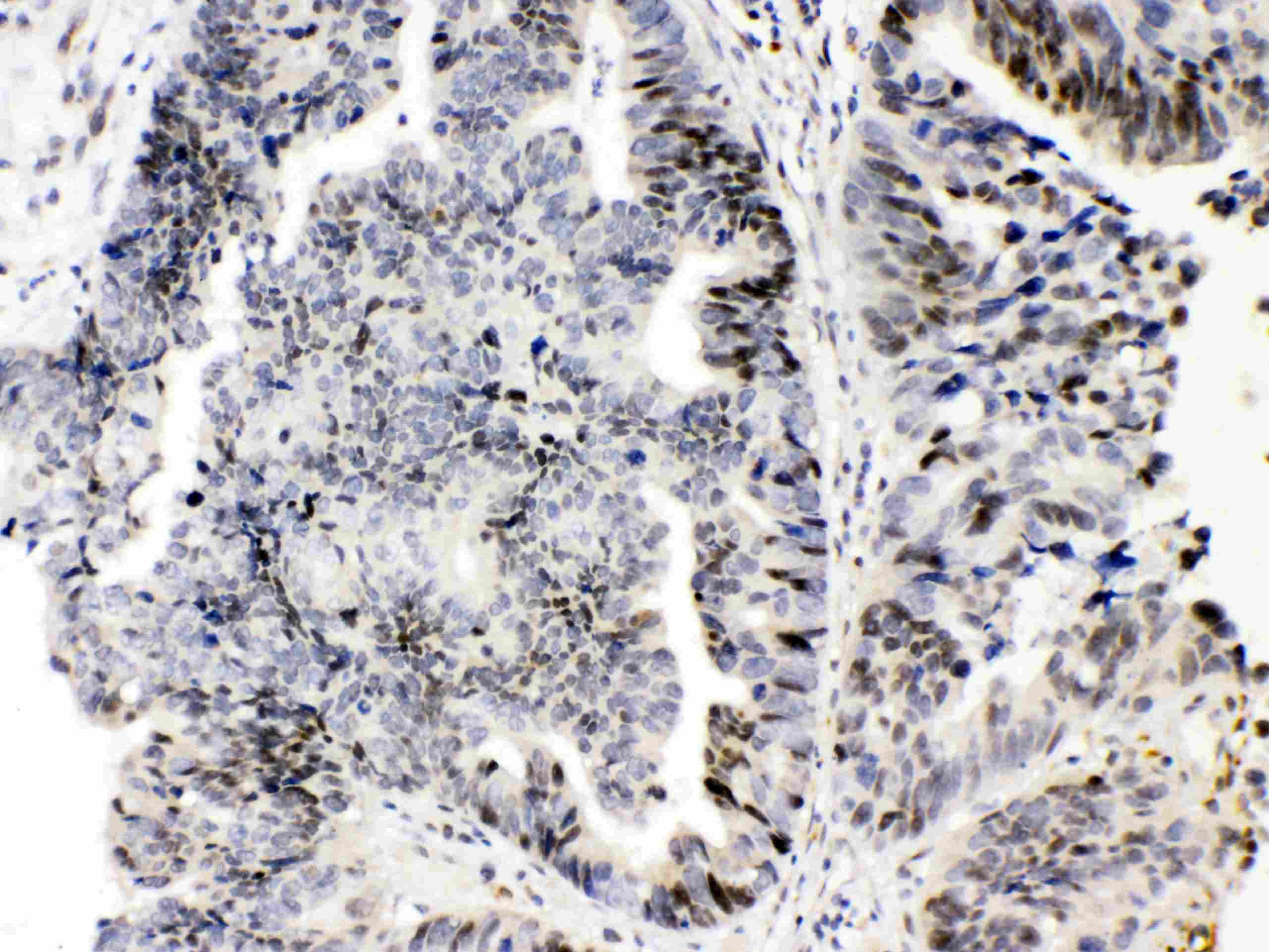 E2F4 Antibody