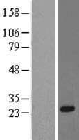 RRAS Protein (Over-Expression Lysate Myc-DDK (Flag))