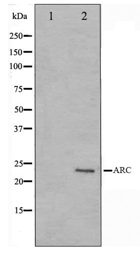 Polyclonal Rabbit anti-Human ARC / Arg3.1 Antibody (IHC, WB)