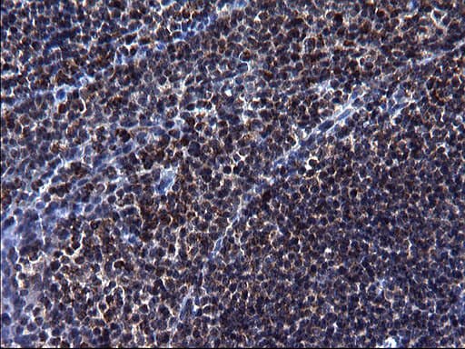 Monoclonal Mouse anti-Human HSCB Antibody (clone OTI3E1, IHC, WB)