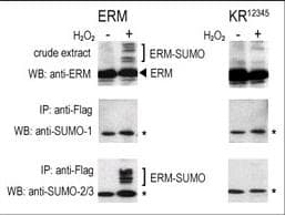 SUMO1 / SMT3 Antibody (aa55-86)