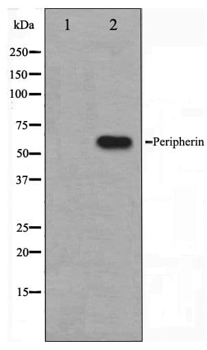 Peripherin Antibody