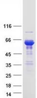 Human SNTB1 / A1B Protein (Recombinant Myc-DDK (Flag))