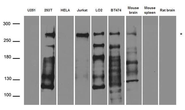 NUP214 / CAN Antibody
