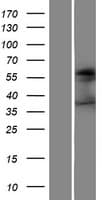 FUT4 / CD15 Protein (Over-Expression Lysate Myc-DDK (Flag))
