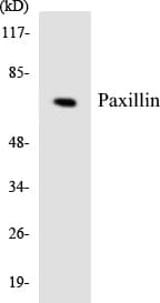 PXN / Paxillin Antibody (aa217-266)
