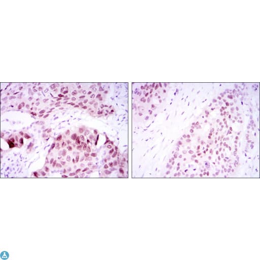 SOX2 Antibody