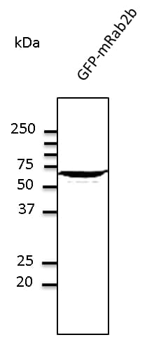Polyclonal Goat anti-Mouse RAB2A / RAB2 Antibody (C-Terminus, WB)
