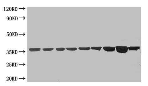 GAPDH Antibody (clone 8A1D1)