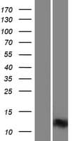 INTS6 Protein (Over-Expression Lysate Myc-DDK (Flag))