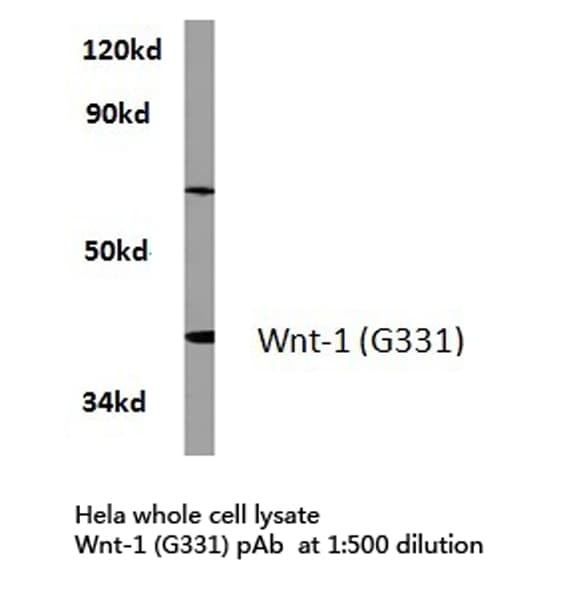 WNT1 Antibody (Gly331)