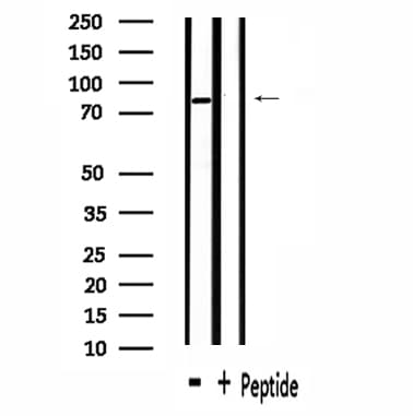 RBSN / Rabenosyn 5 Antibody