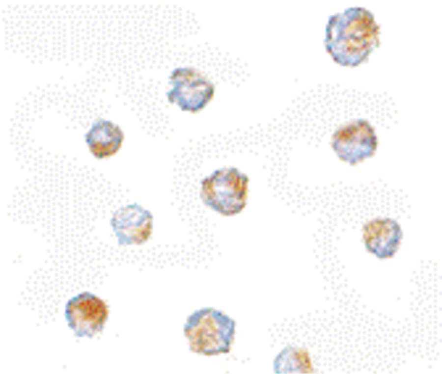 ORAI3 Antibody