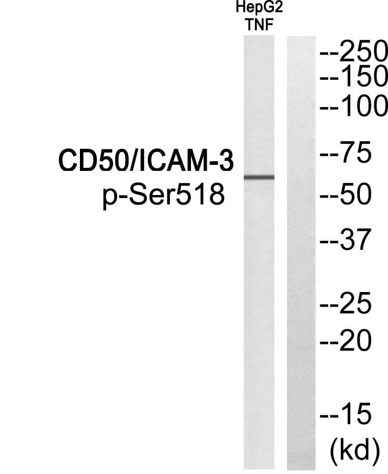 ICAM3 / CD50 Antibody (phospho-Ser518)
