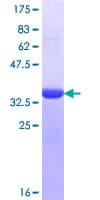 Human HSPA6 / HSP70B' Protein (Recombinant GST, N-terminus)