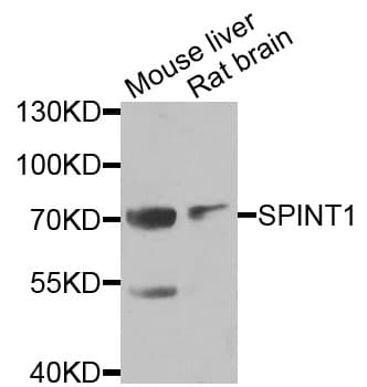 SPINT1 / HAI-1 Antibody