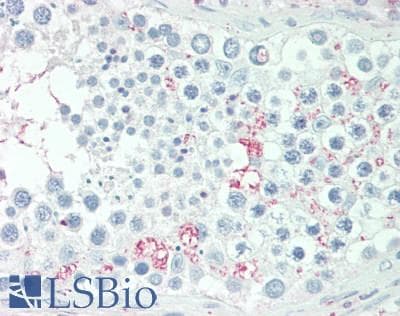 ADIG / Adipogenin Antibody