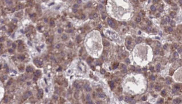 FFAR2 / GPR43 Antibody